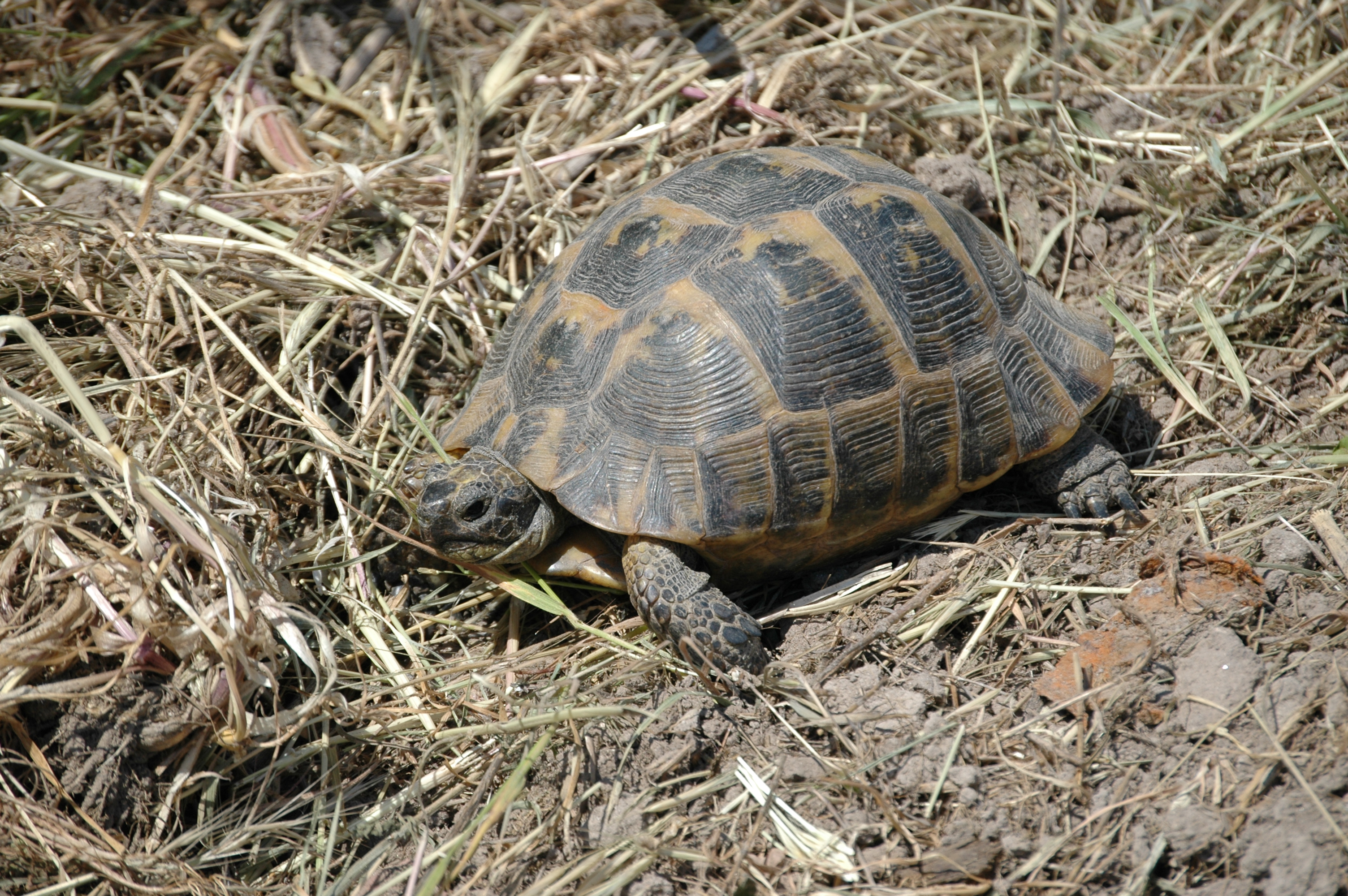 photos/wildlife/Reptile_Species/Lesvos 2006 0182.JPG